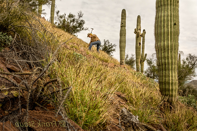 志愿者 removing buffelgrass on a hillside using a pick