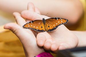 Child with butterfly on h和