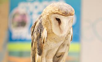 Photo of Night the Barn Owl