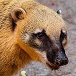 Coati